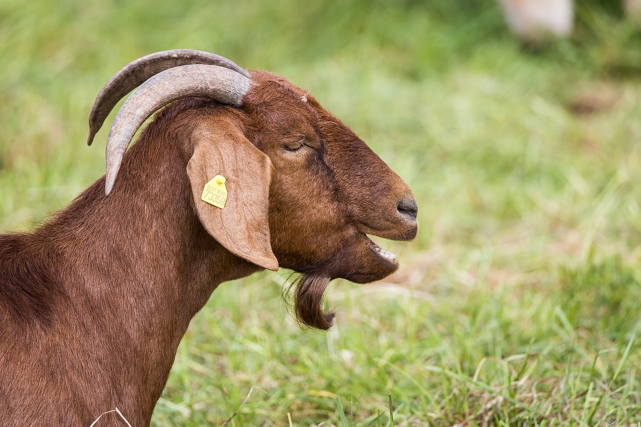 billy goat pasture flock free photo