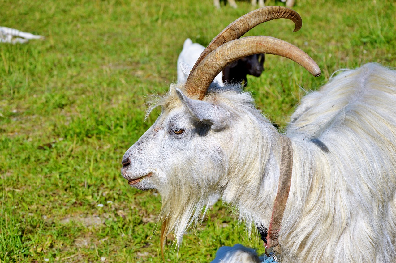 billy goat goat bock free photo