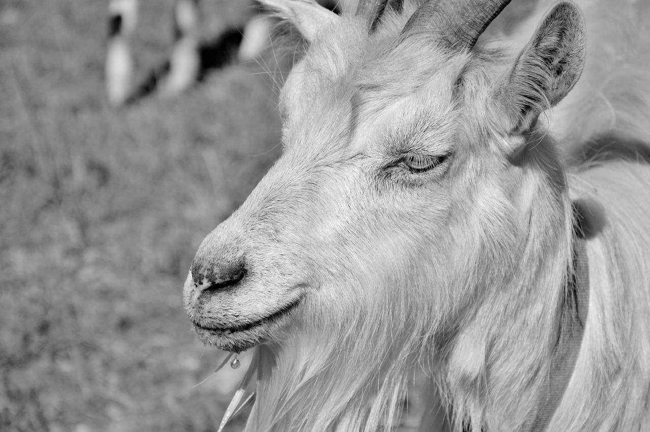 Billy goat,goat,bock,goatee,goat's head - free image from needpix.com