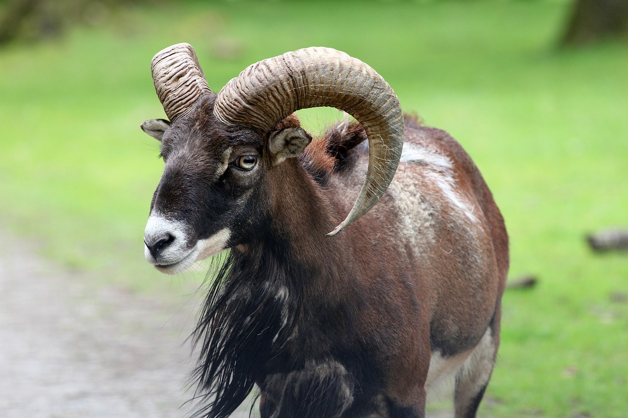 billy goat goat ungulate free photo