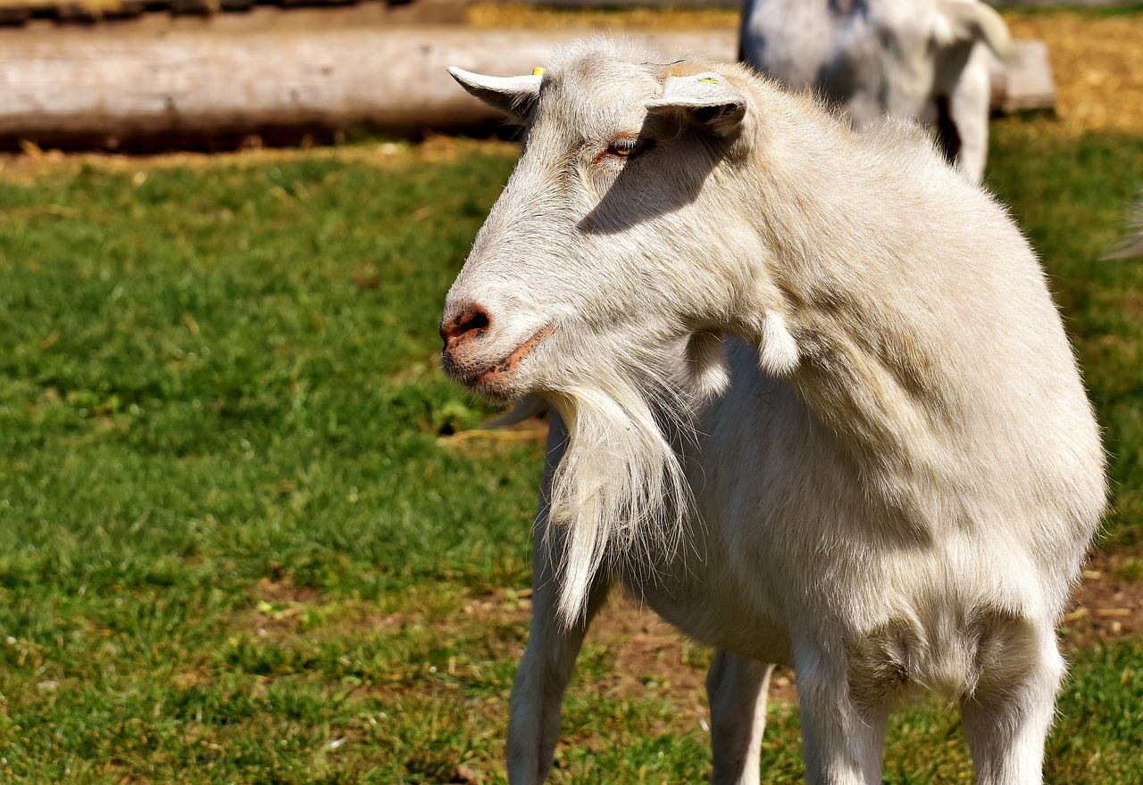 billy goat goats animal free photo