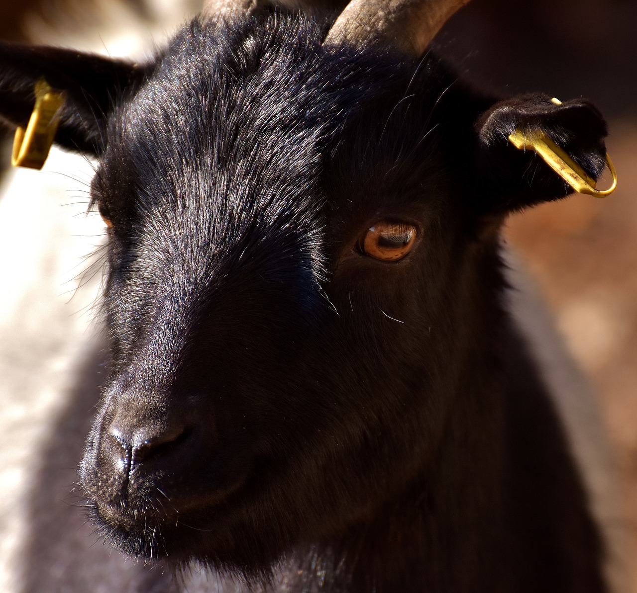 billy goat goat animal free photo