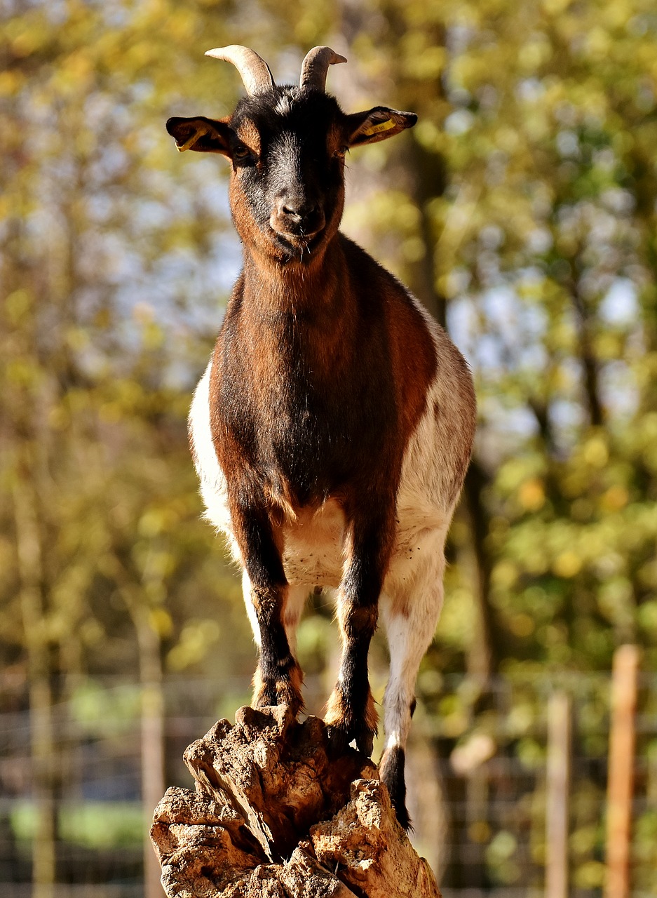 billy goat goat animal free photo