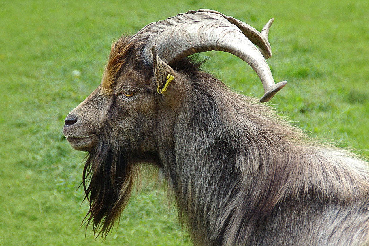 billy goat goat buck portrait free photo