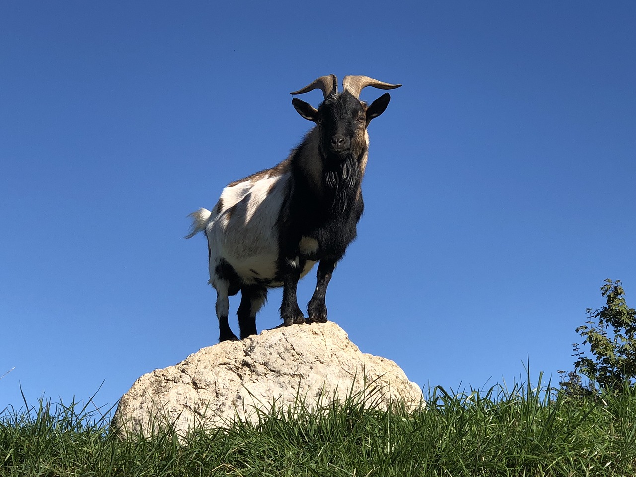billy goat  animal  goat free photo