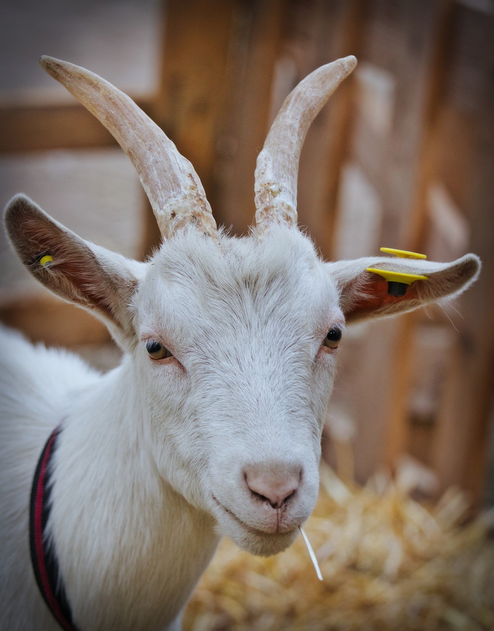 billy goat  white  horns free photo