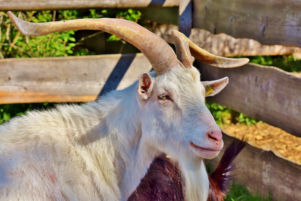 billy goat  goat buck  goat free photo