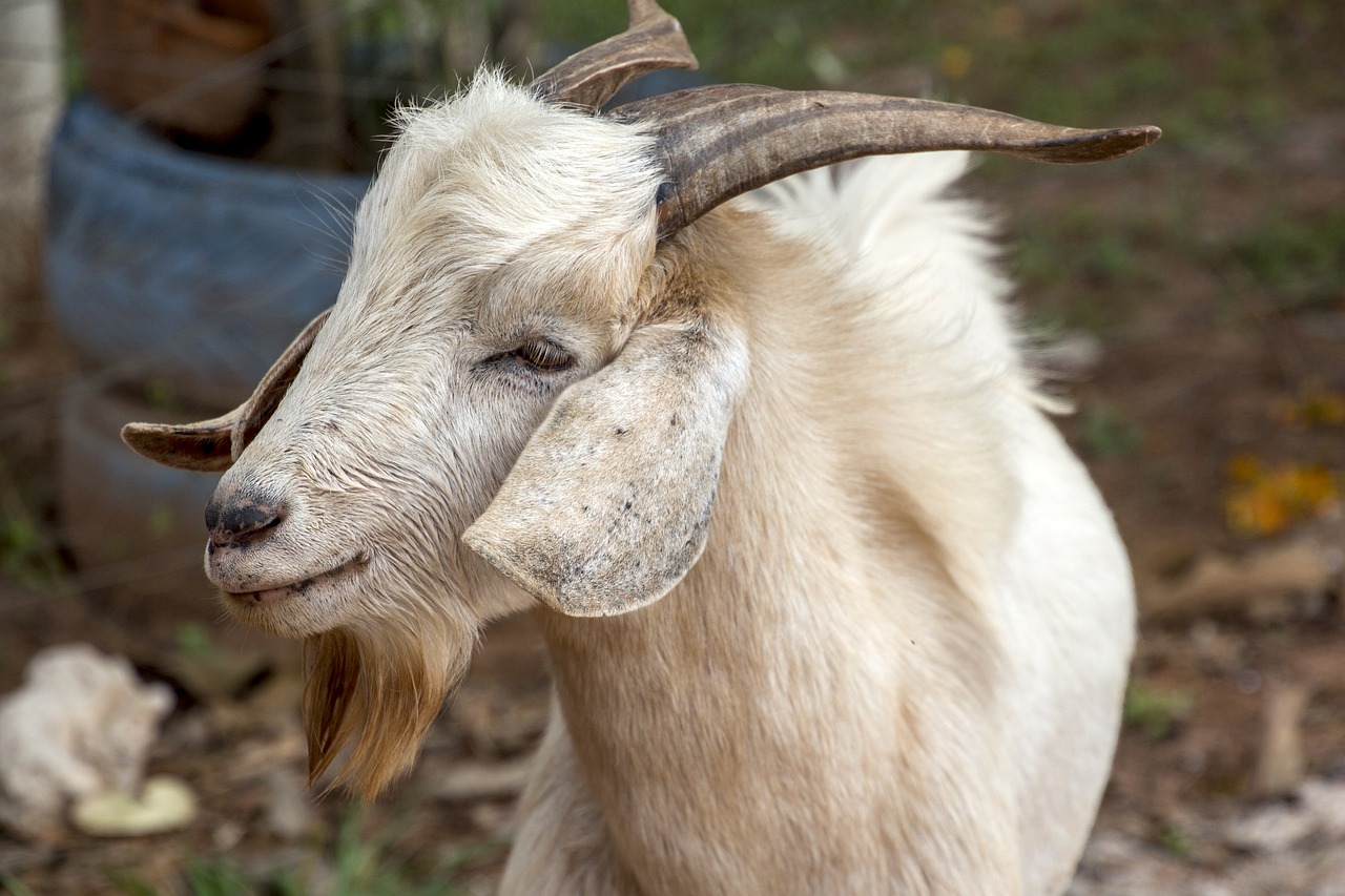 billy-goat  goat  farm free photo