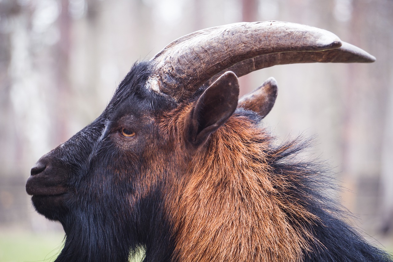 billy goat  horns  mascot free photo