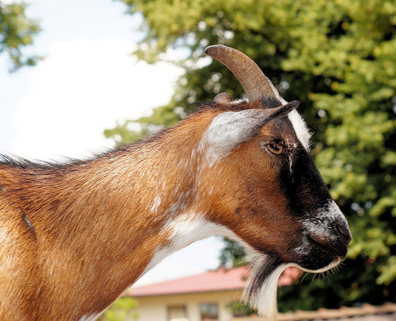 billy goat goatee goat free photo