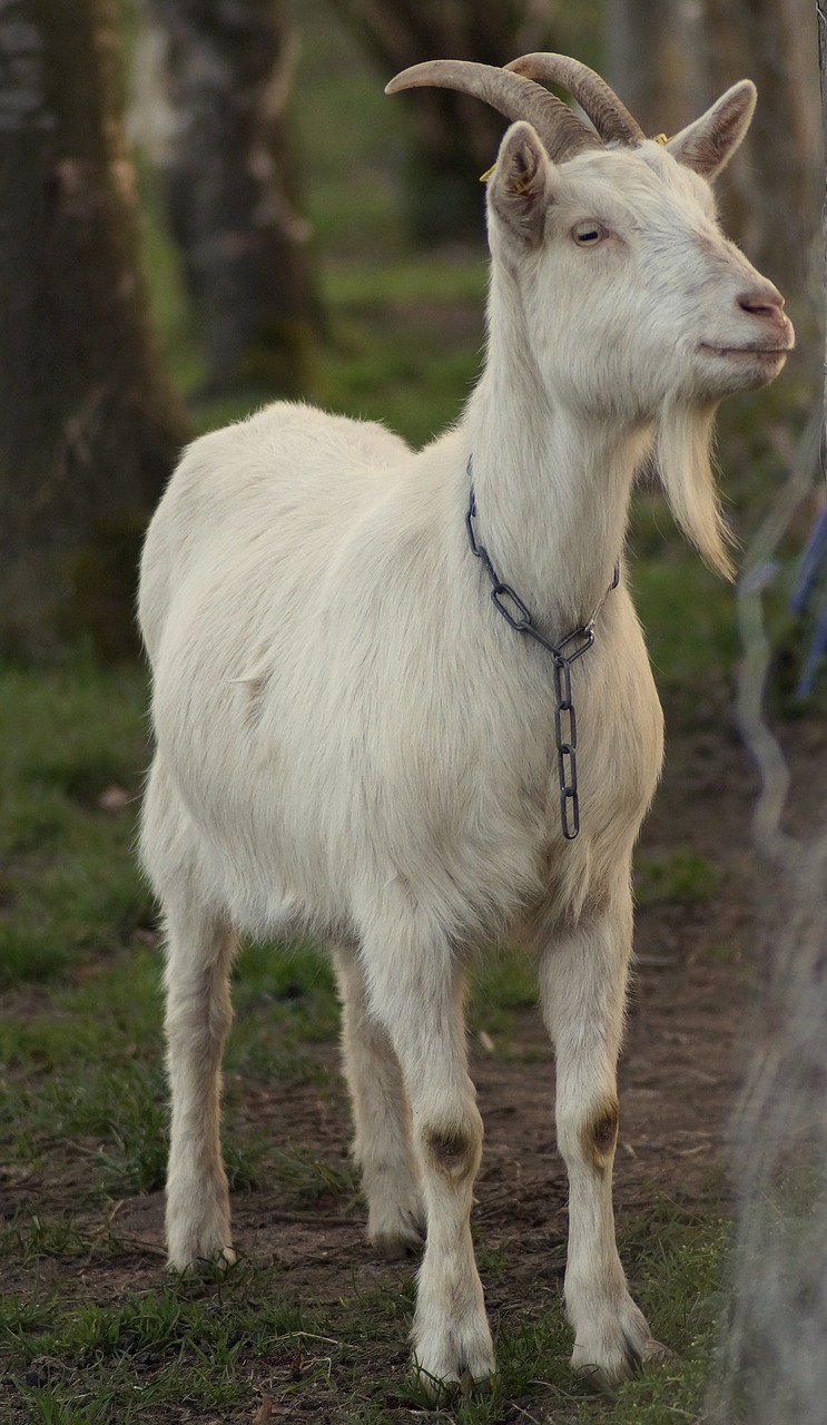 billy goat  bock  goatee free photo