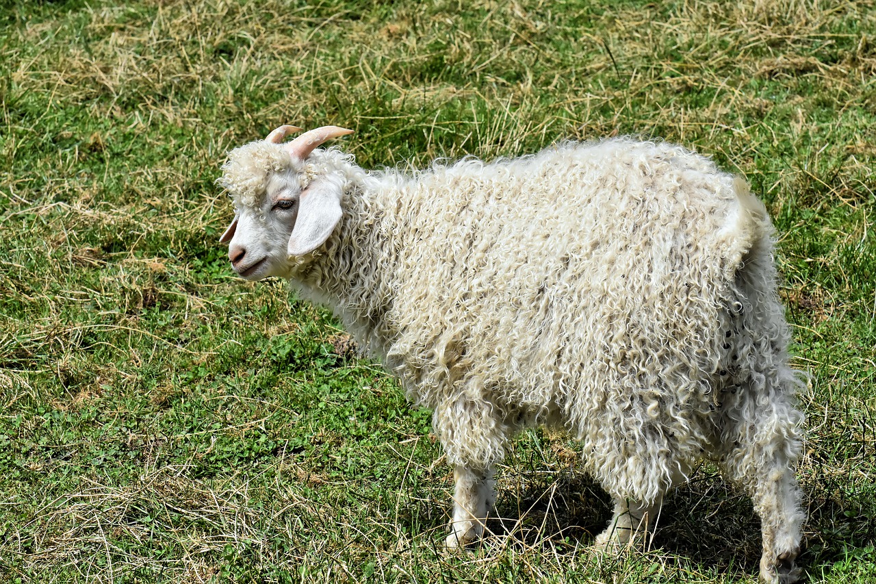 billy goat  cashmere goat  wool goat free photo