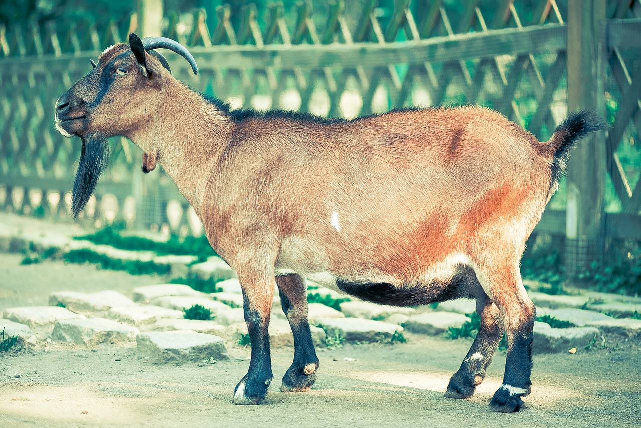 billy goat goat goatee free photo