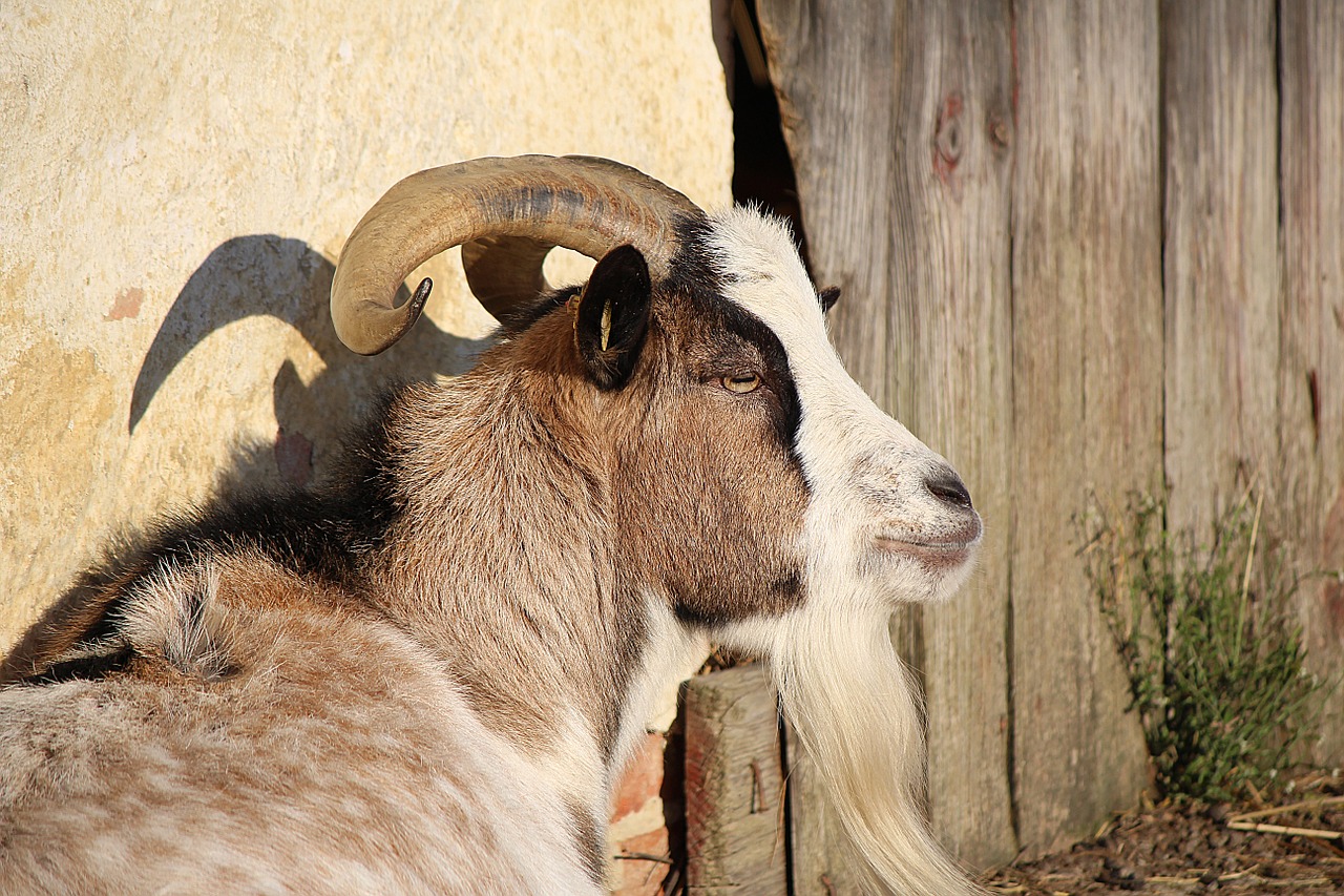 billy goat goat horns free photo