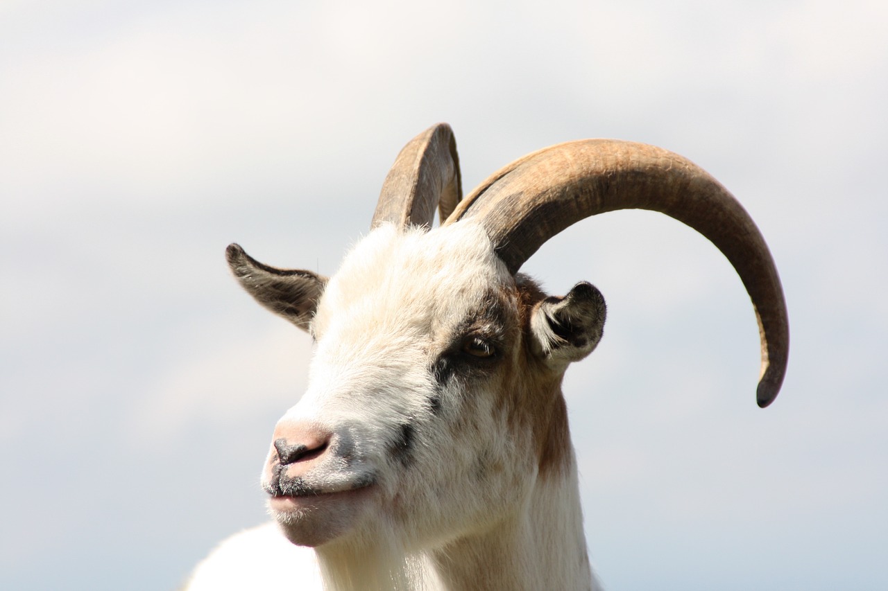 billy goat aries horns free photo