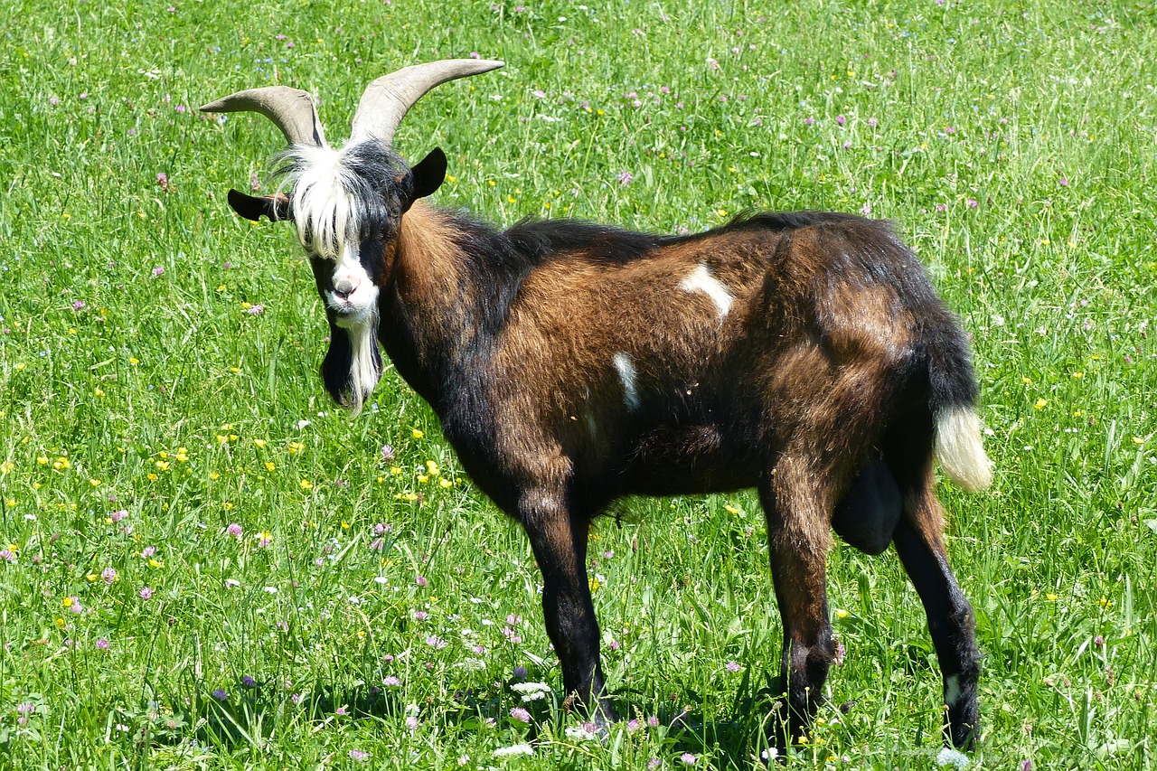 billy goat goat pasture free photo