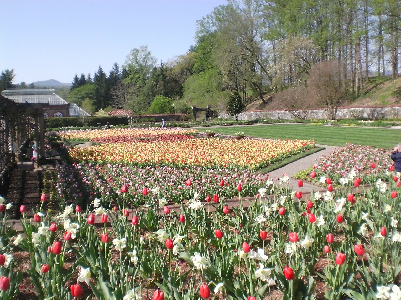 biltmore gardens tulips free photo