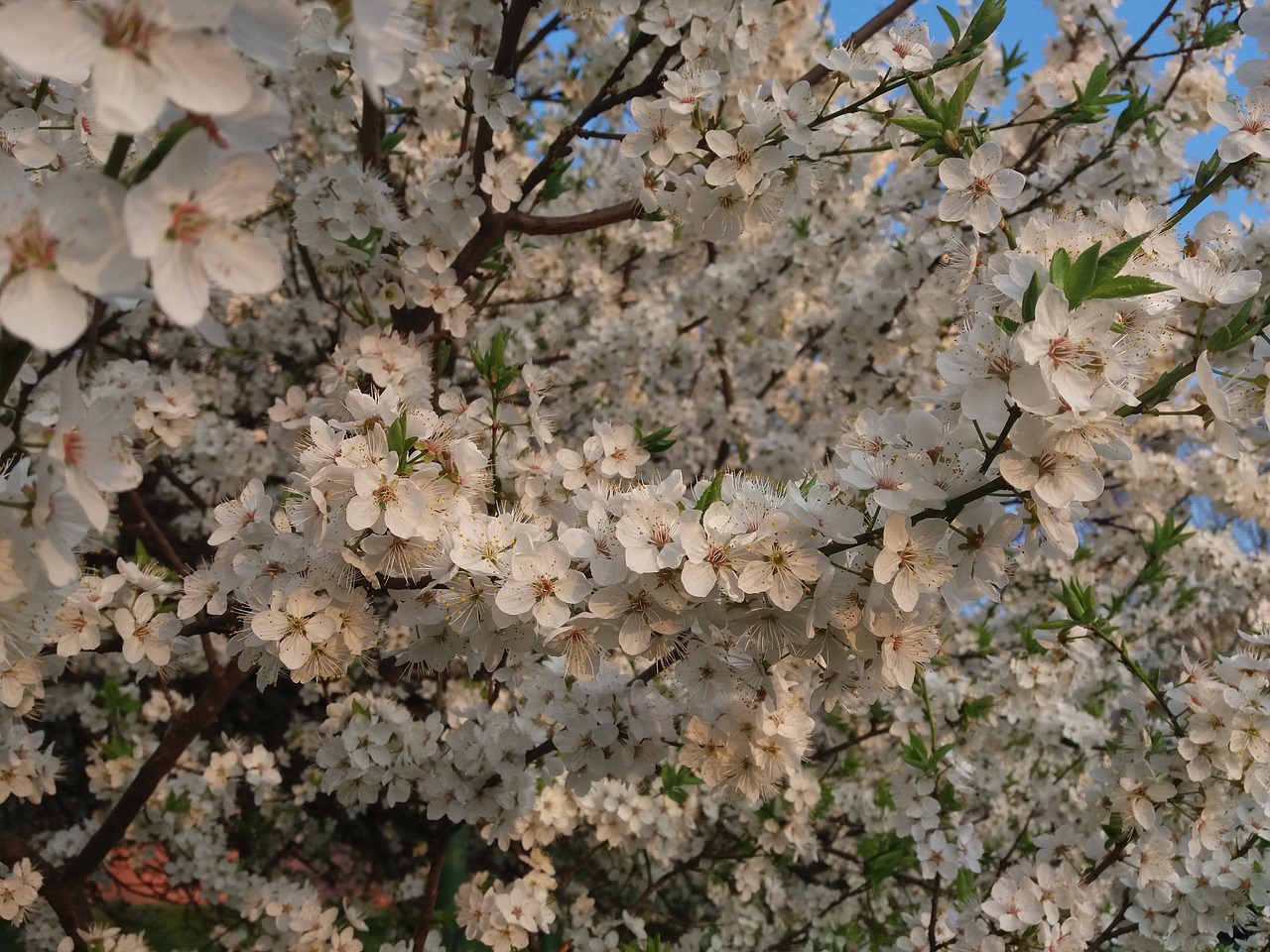 bily tree spring free photo