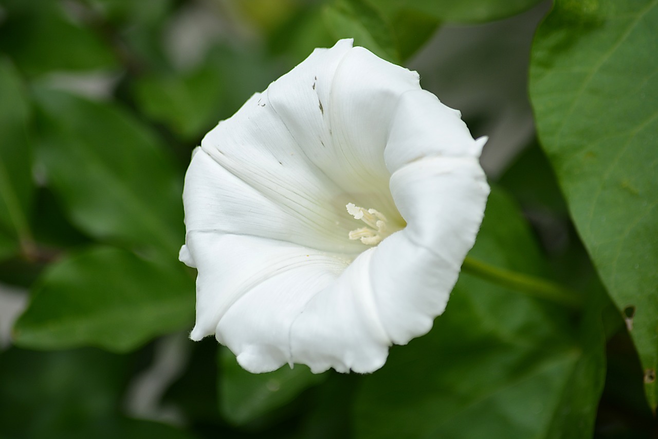 bindweed flower white flower free photo