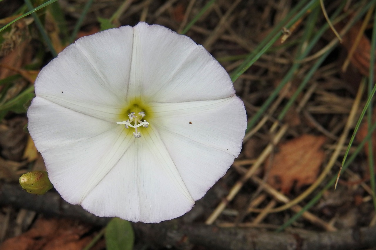bindweed real fence winds convolvulus sepium free photo