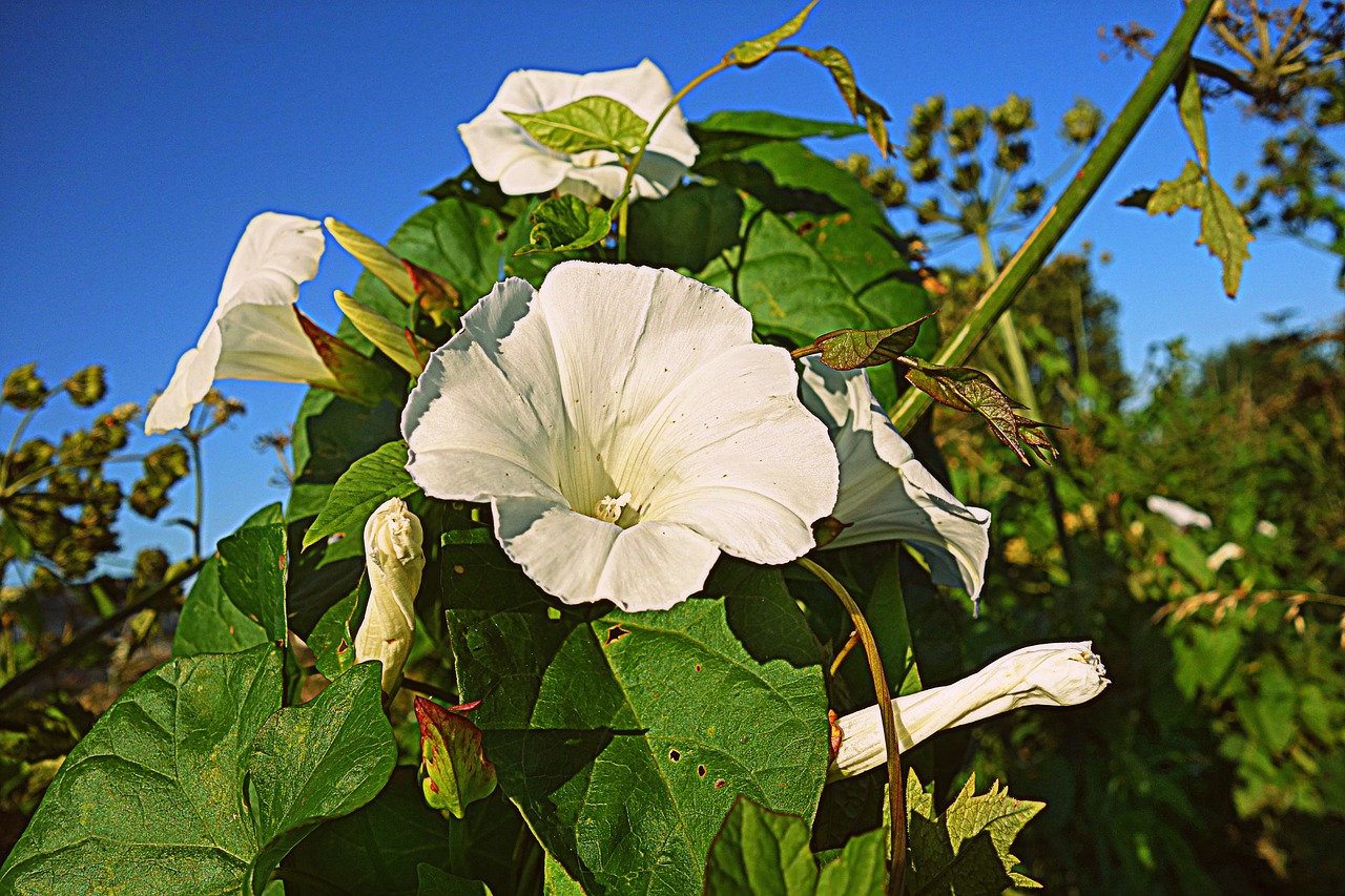 bindweed hedge bindweed trumpet flower free photo