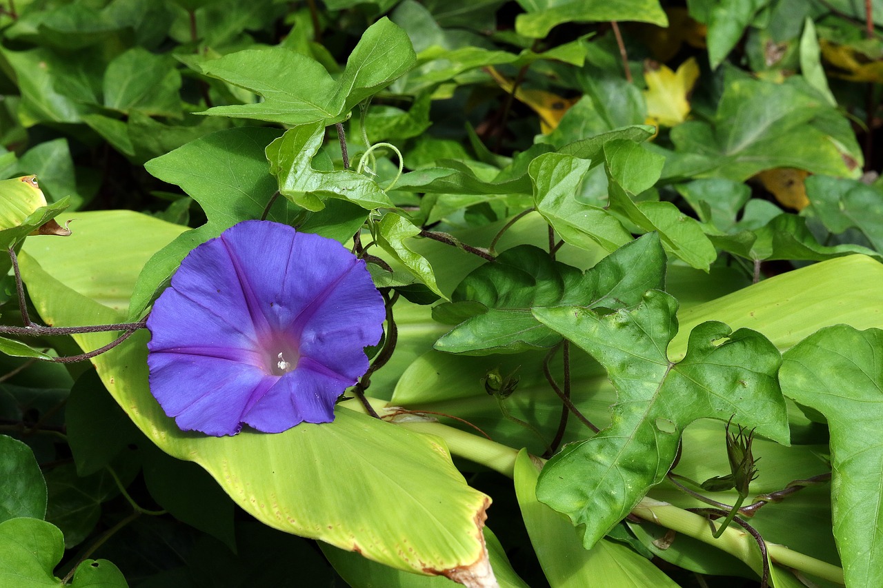 bindweed purple flower creeper free photo