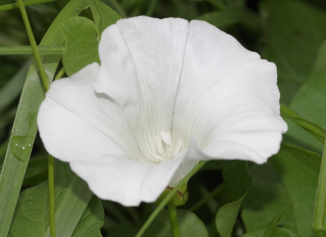 bindweed flower white free photo