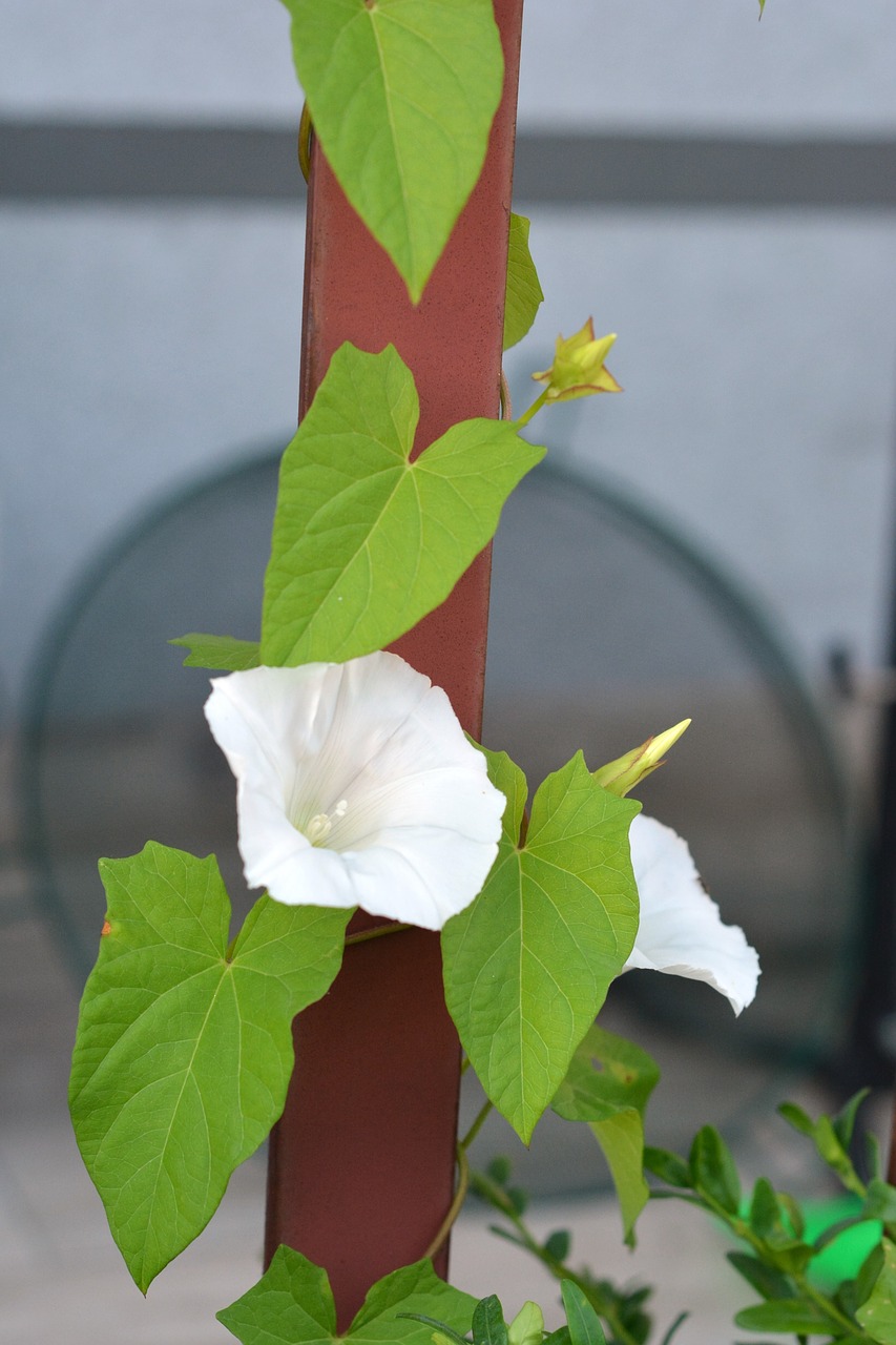 bindweed yunki white free photo