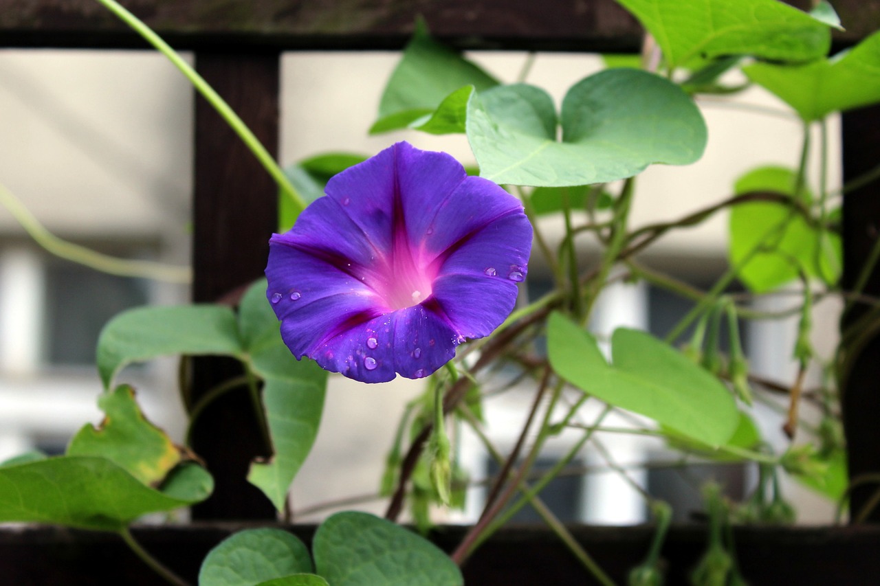 bindweed creeper purple flowers free photo