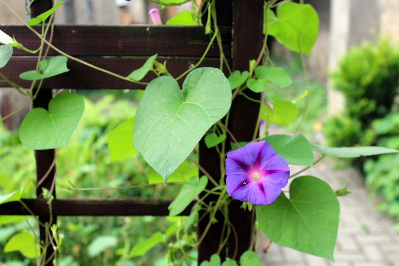 bindweed creeper flowers free photo