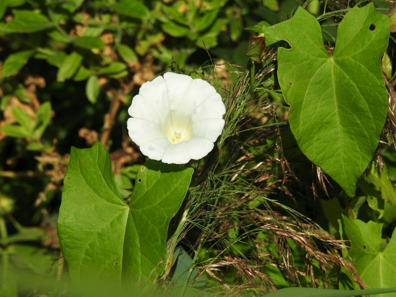 bindweed white blossom free photo