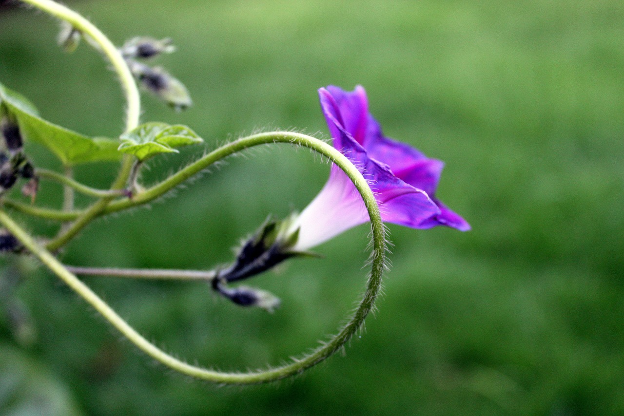 bindweed creeper purple flower free photo