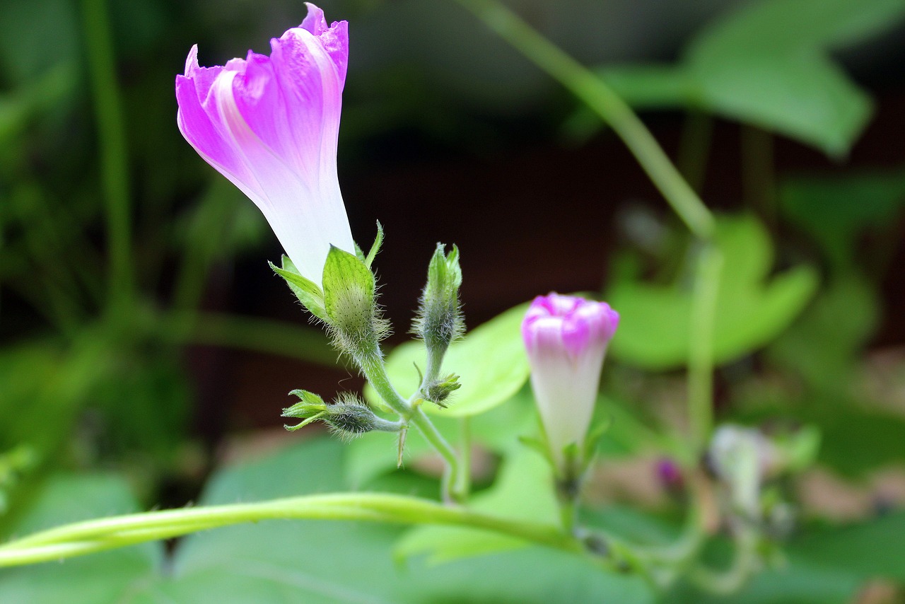 bindweed creeper blooming free photo