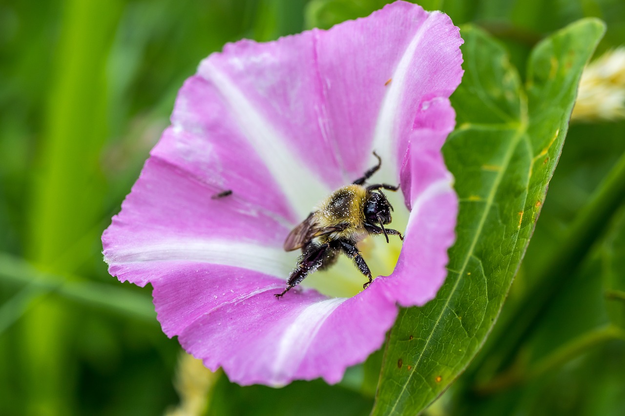 bindweed  flower  bee free photo
