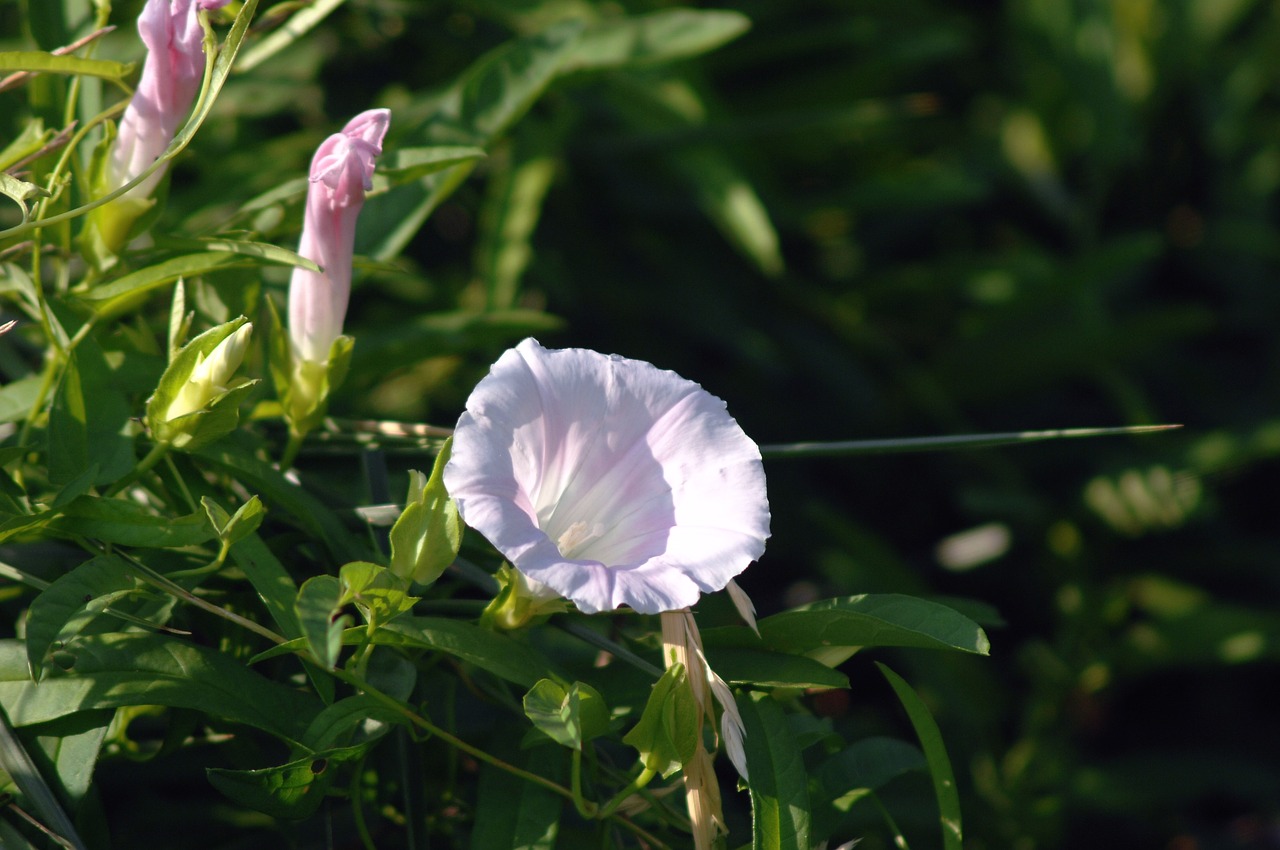 bindweed  wildflower  flowers free photo