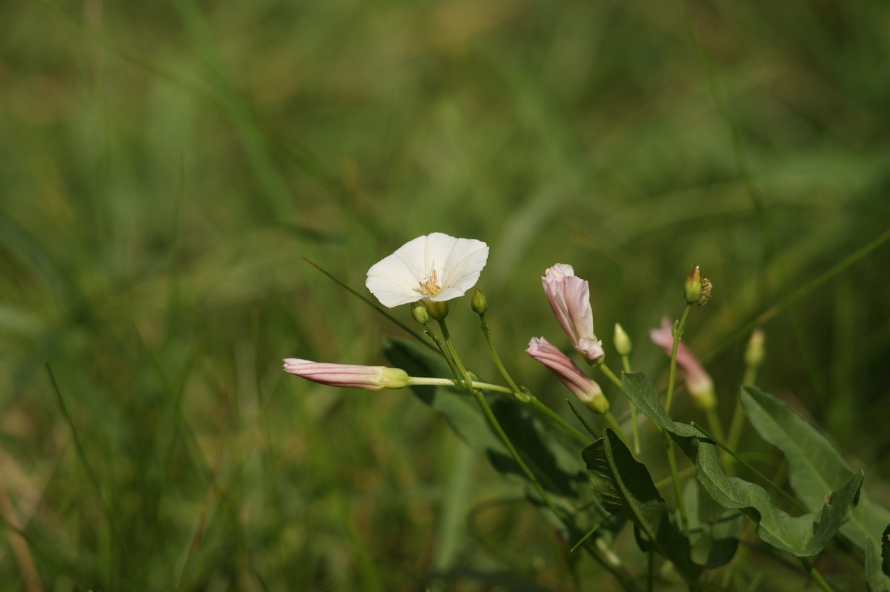 bindweed  grasshopper  meadow free photo