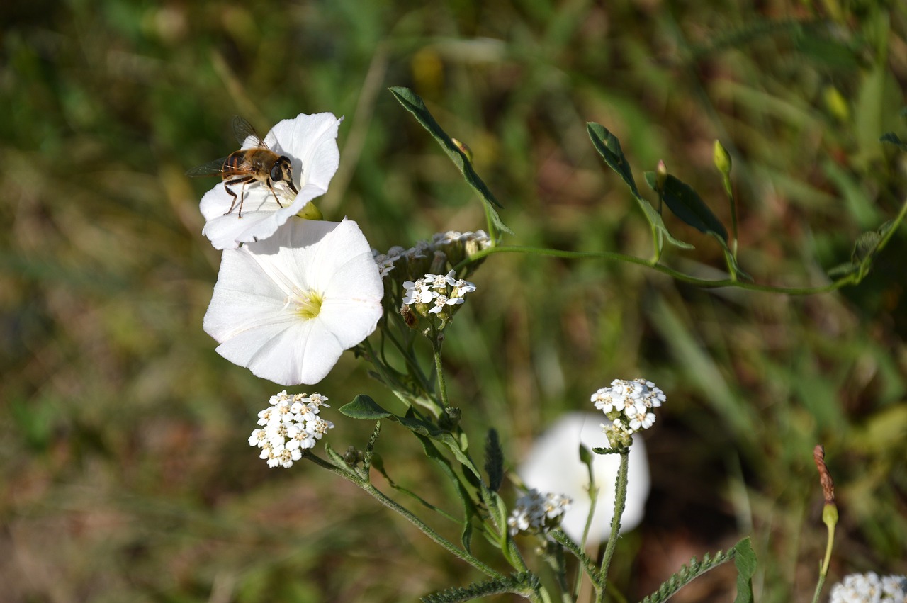 bindweed  insect  weed free photo