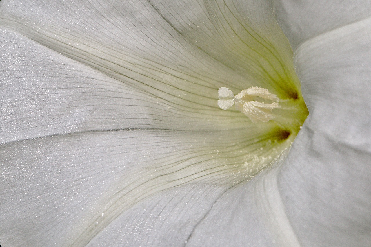 bindweed  blossom  bloom free photo