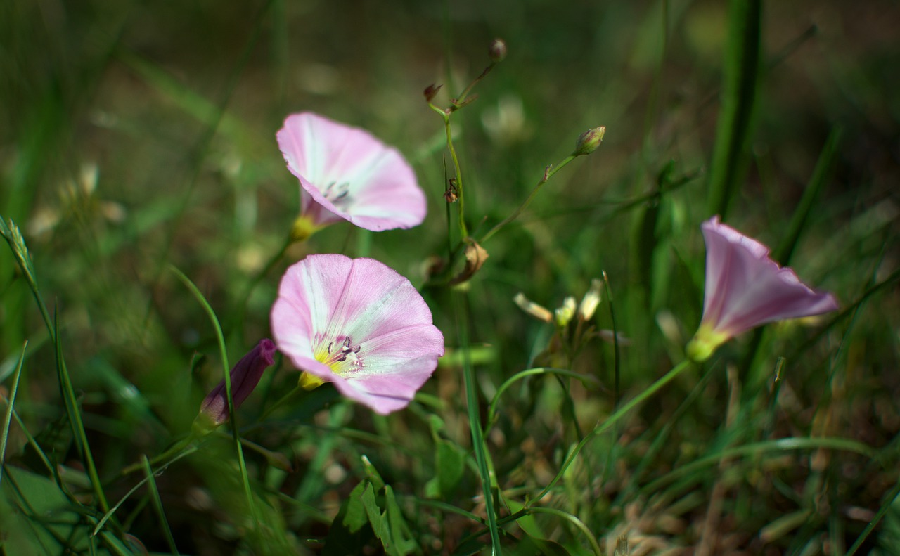 bindweed  flowers  meadow free photo