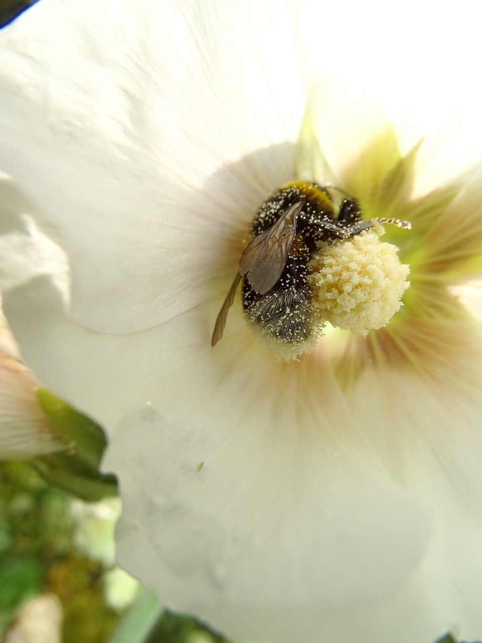 bine flower dust free photo