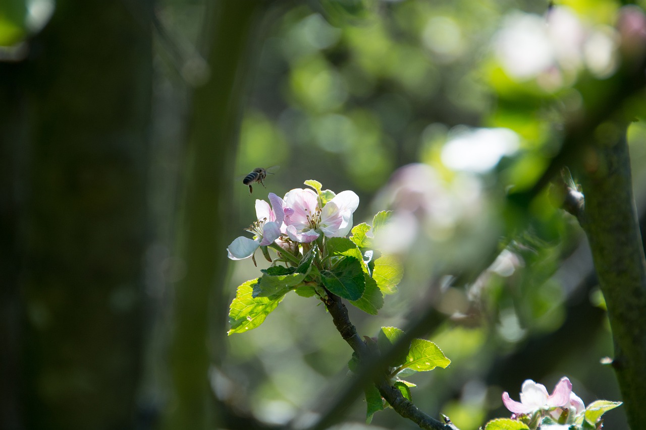 bine  blossom  bloom free photo