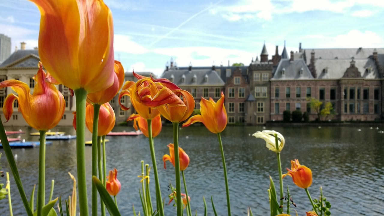 binnenhof flowers den haag free photo