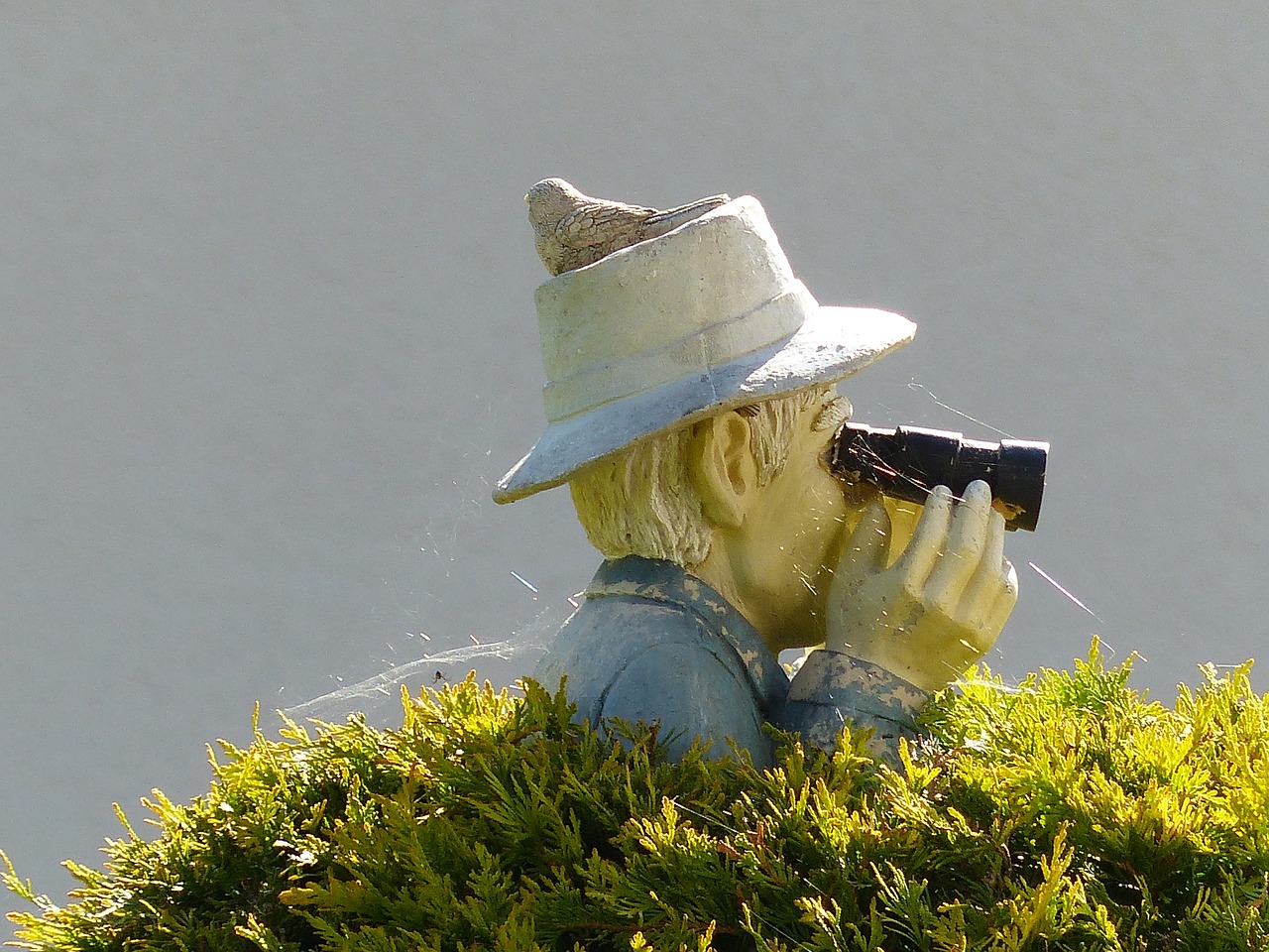 binoculars bush sensing free photo