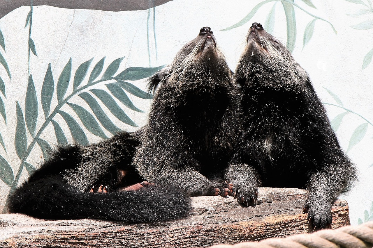 binturong bearcat mammal free photo