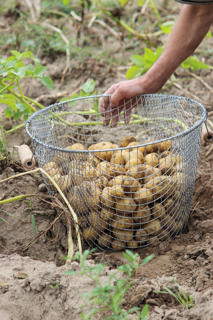 bio potato harvest free photo