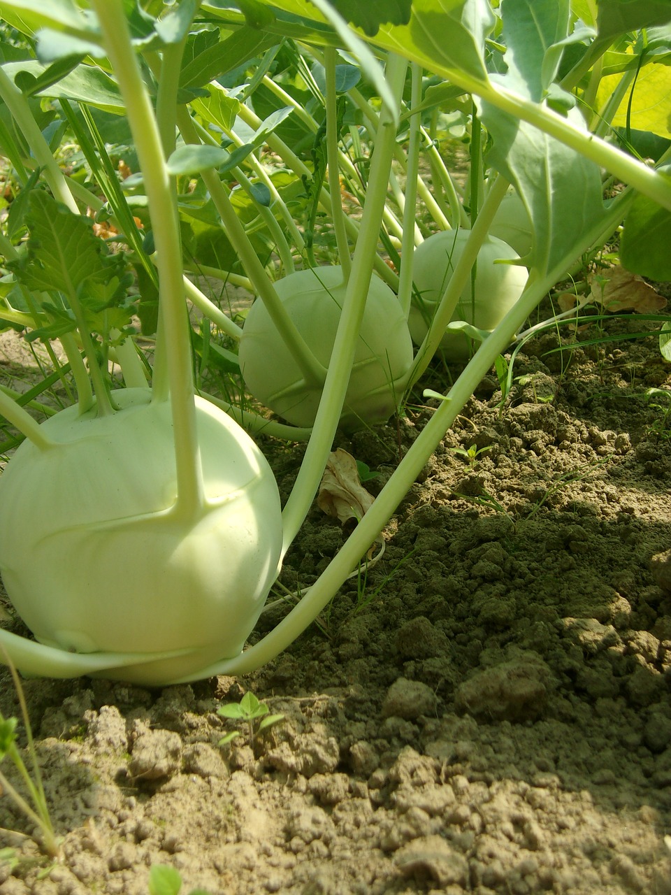 bio vegetables agriculture free photo