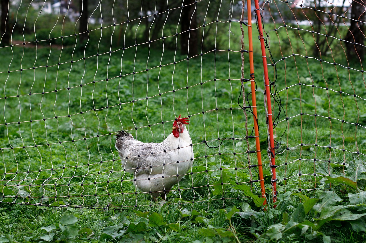 bio chicken permaculture free photo