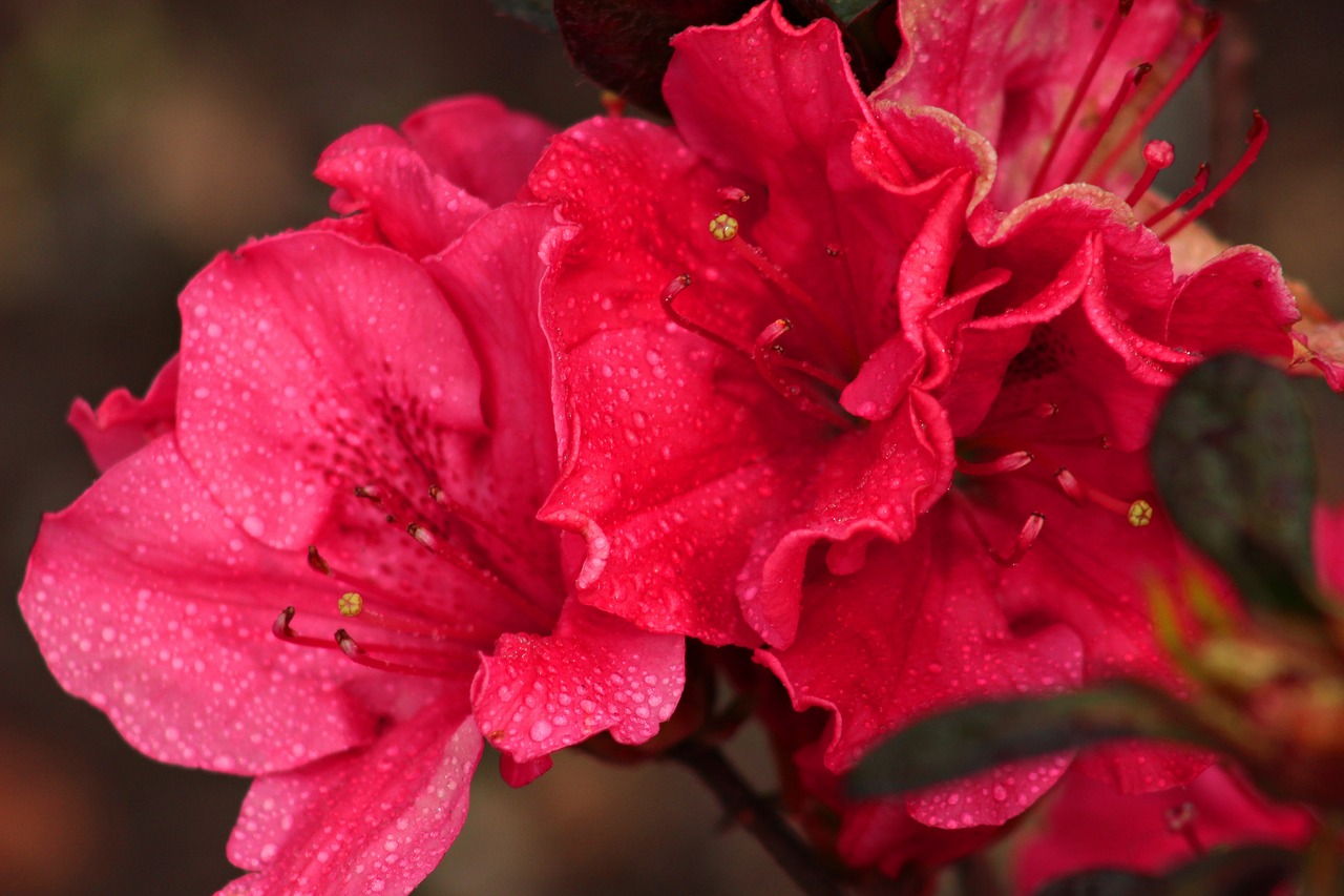 biodiversity  flowers  spring free photo