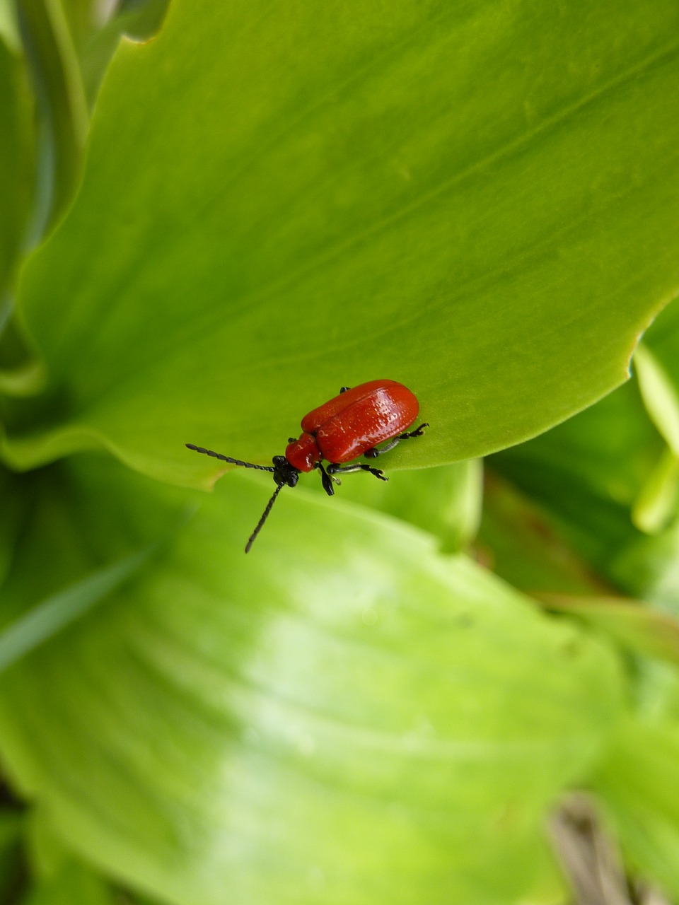 biodiversity  ladybug  nature free photo