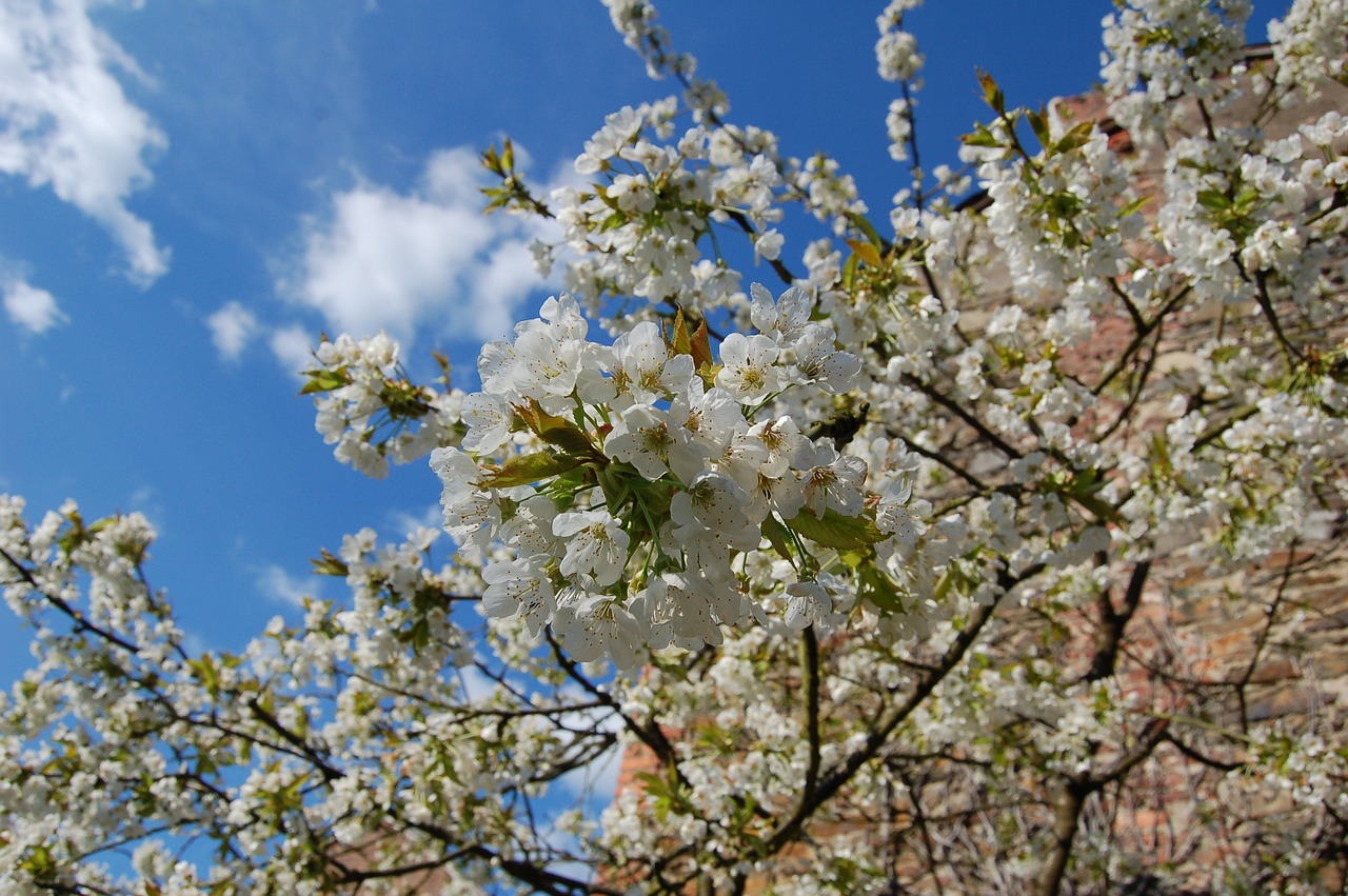 biodiversity  cherry  spring free photo